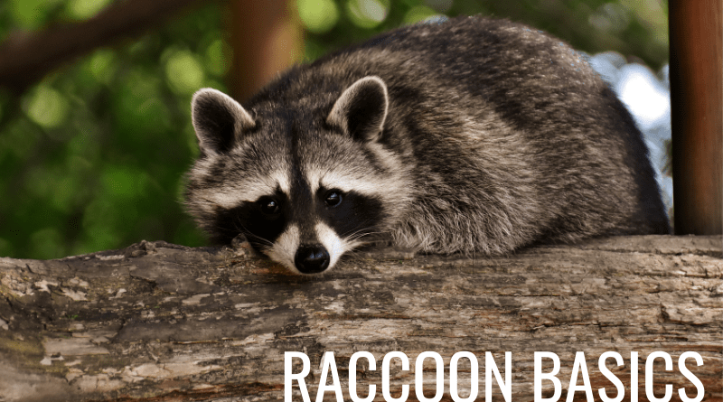 Raccoon basics