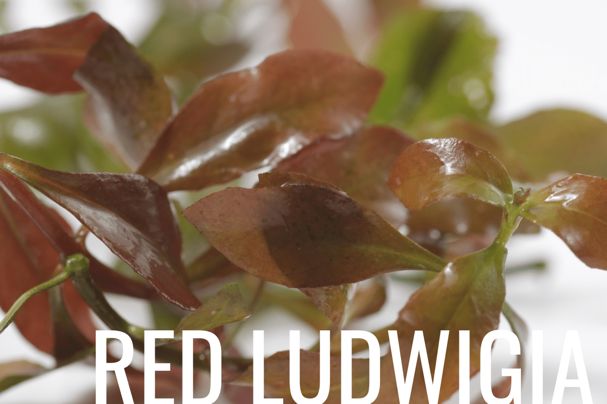 Red Ludwigia