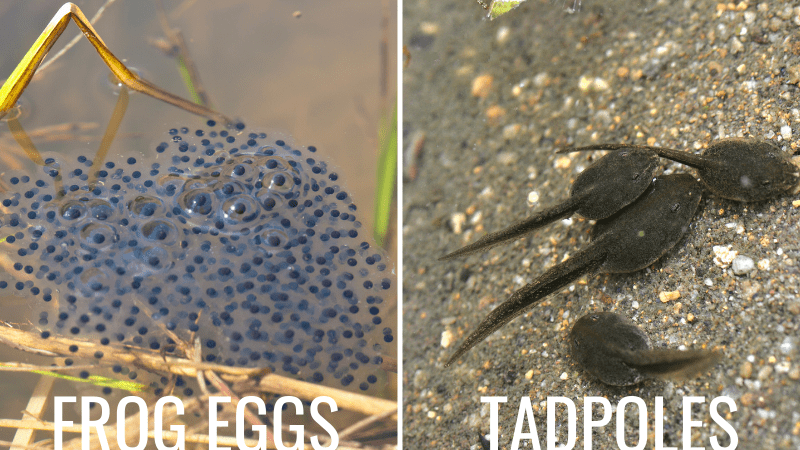 Frog eggs and tadpoles