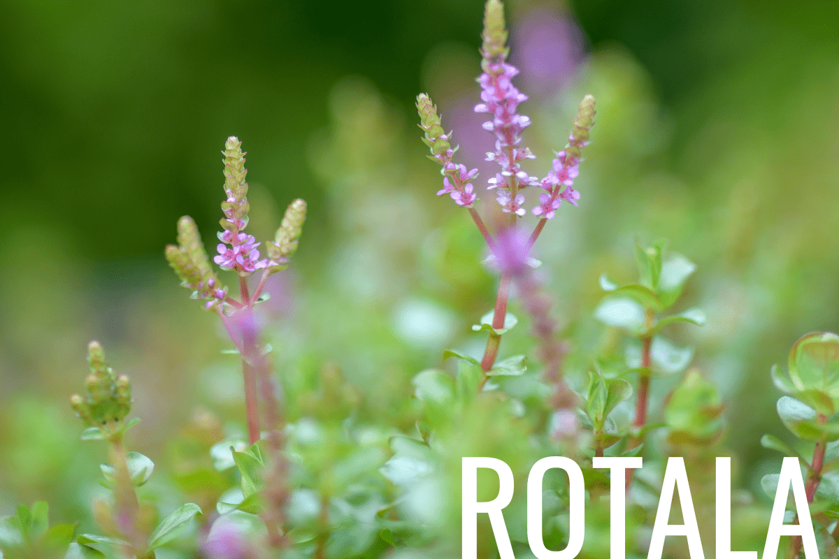How to Plant Rotala in a Pond (Care & Grow Guide)