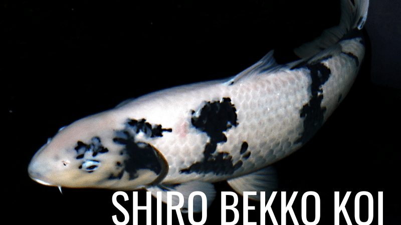 Shiro Bekko Koi