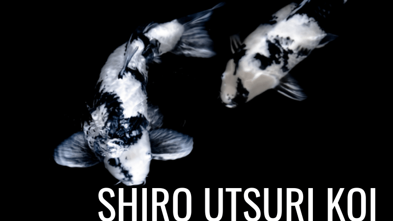 Shiro Utsuri Koi