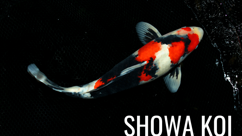 Showa Koi