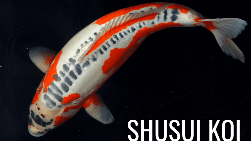 Shusui Koi