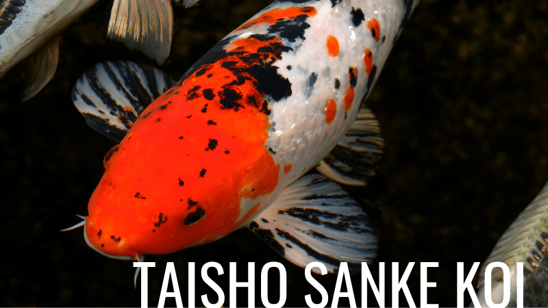Taisho Sanke Koi