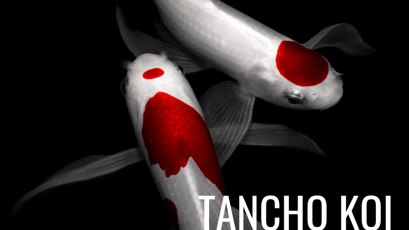 Tancho Koi