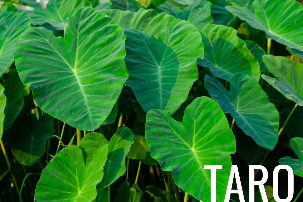 How to Plant Taro in a Pond