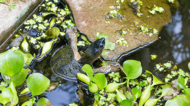 Turtle in a pond