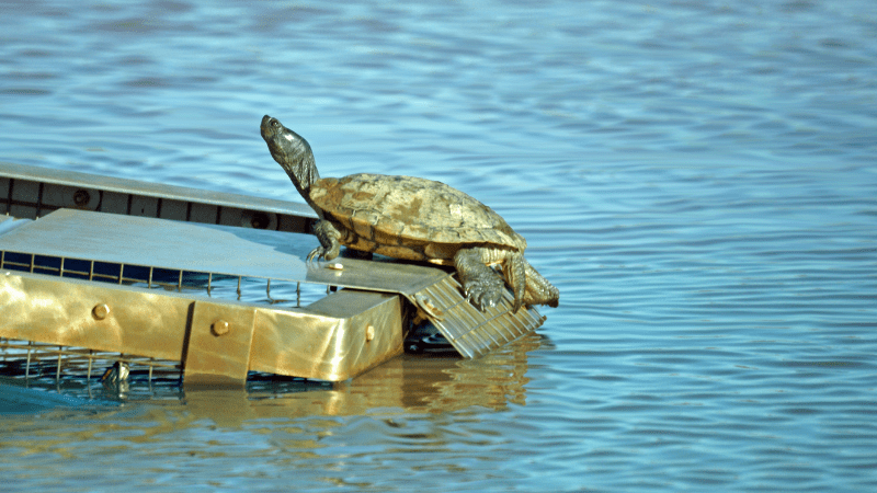 Turtle on a floating trap