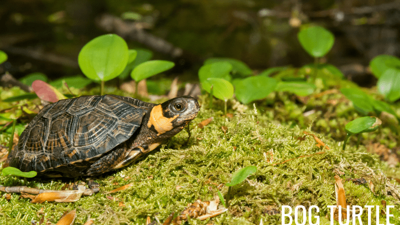 Bog Turtles