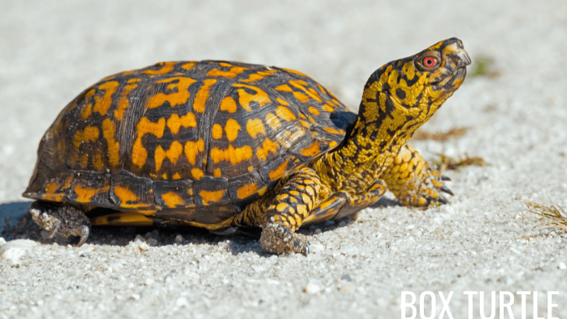 Box Turtles