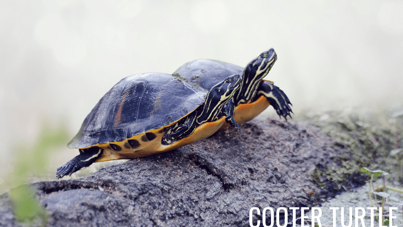 Cooter Turtles