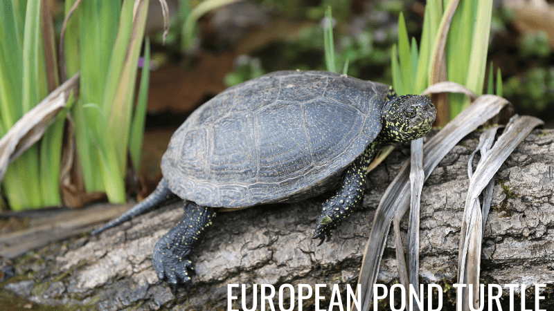 European Pond Turtles
