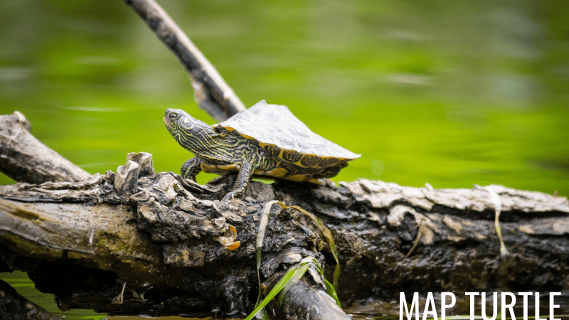 Map Turtles