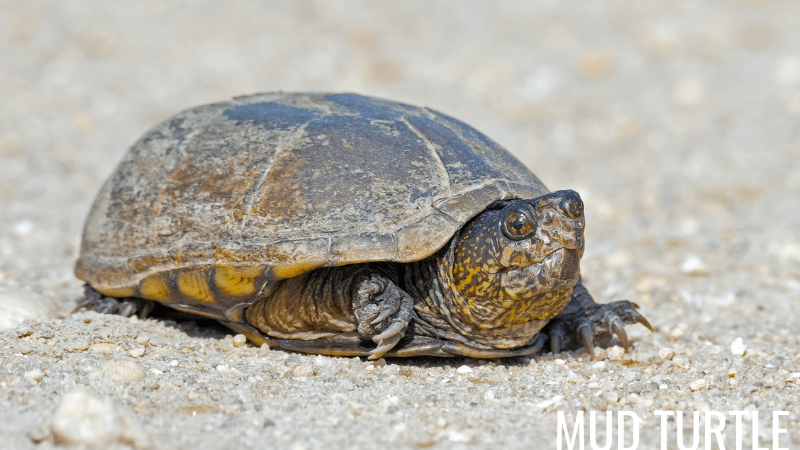 Mud Turtles