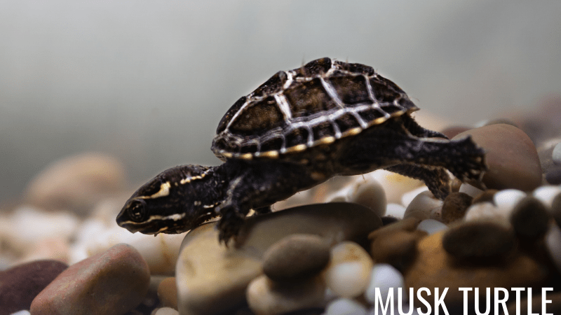 Musk Turtles