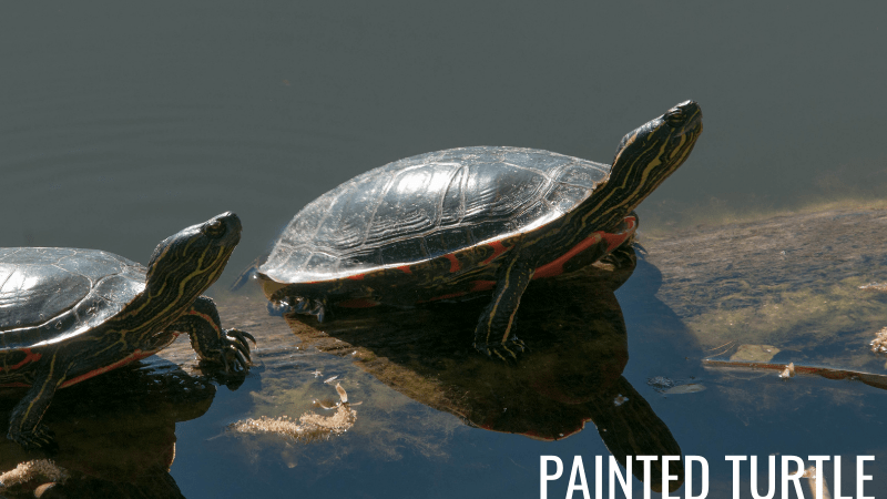 Painted Turtles