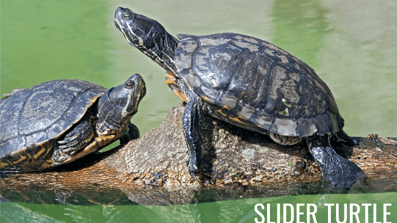 Slider Turtles