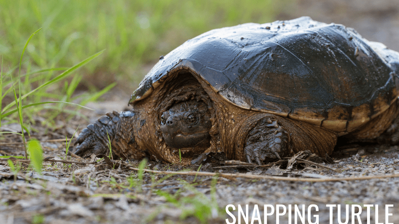 Snapping Turtles