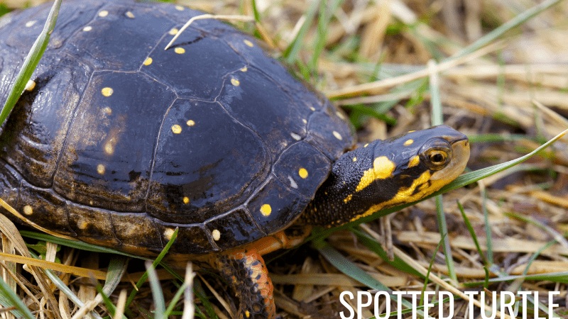 Spotted Turtles