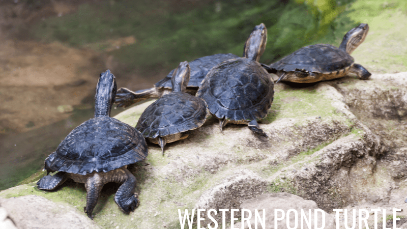 Western Pond Turtles