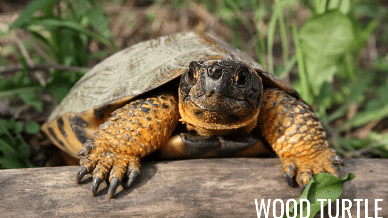 Wood Turtles