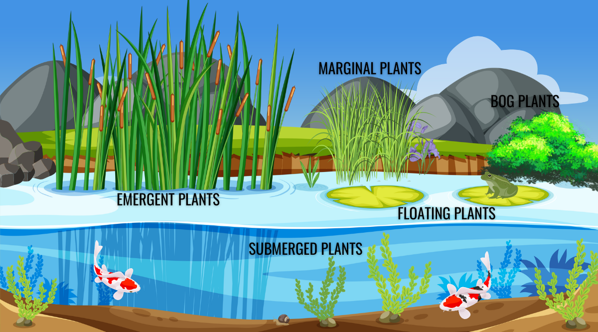 Types of pond plants