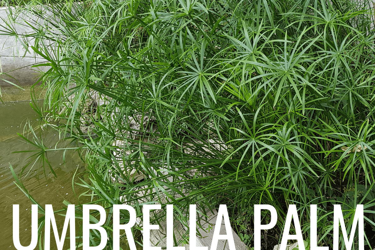 Umbrella Palm