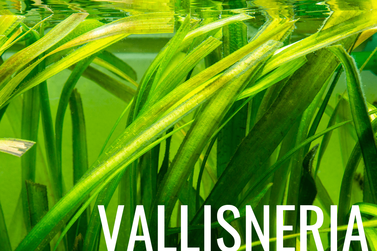 How to Plant Vallisneria in a Pond (Care & Grow Guide)