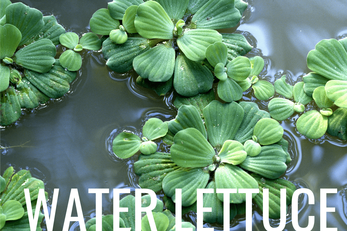 How to Plant Water Lettuce in a Pond