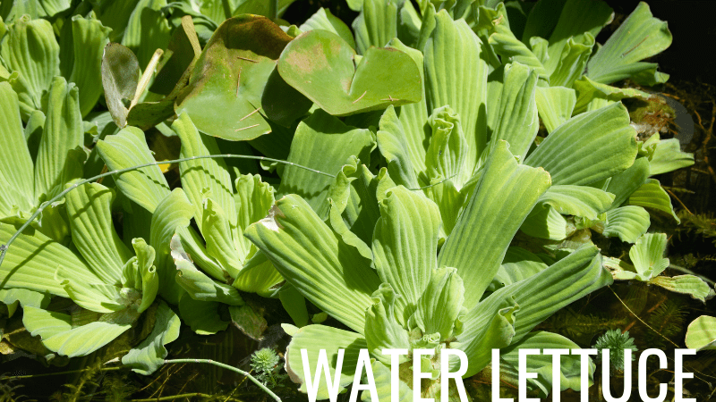 Water Lettuce