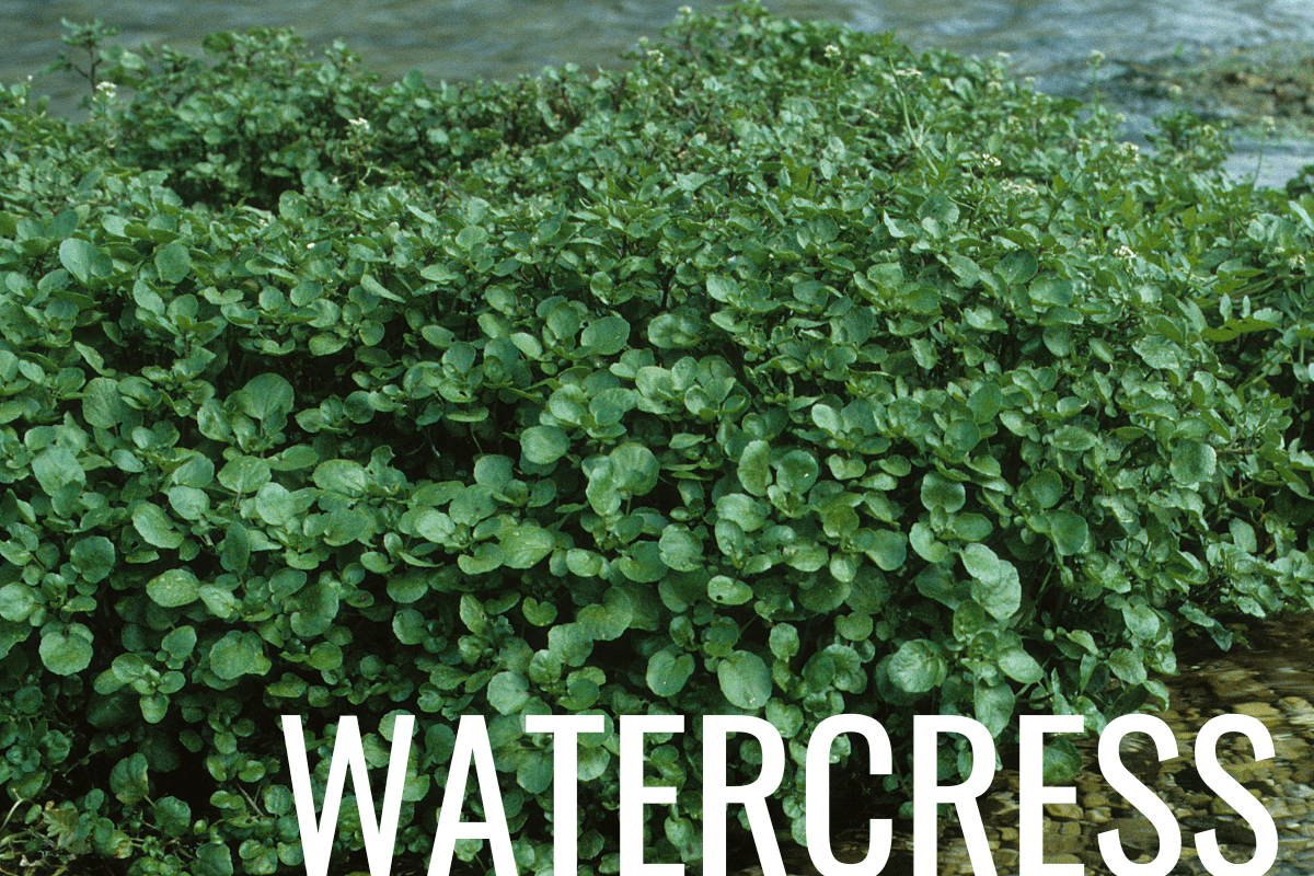 How to Plant Watercress in a Pond