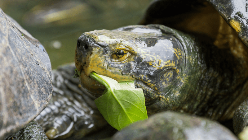 What do pond turtles eat