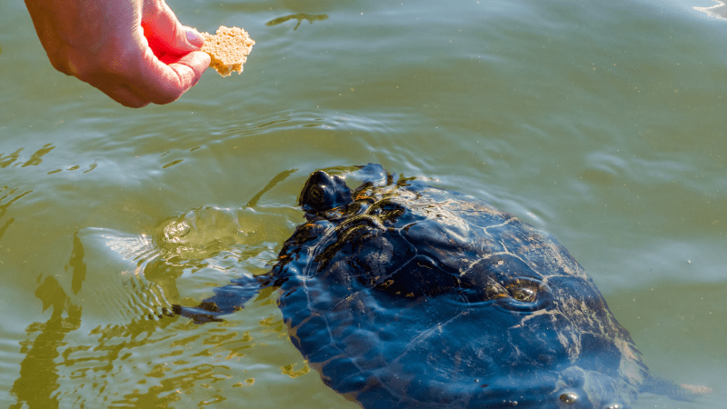 What foods are bad for turtles