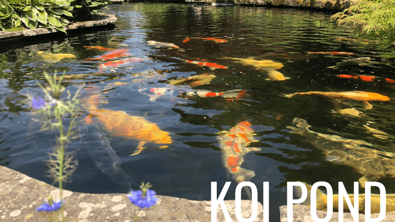 Koi Pond