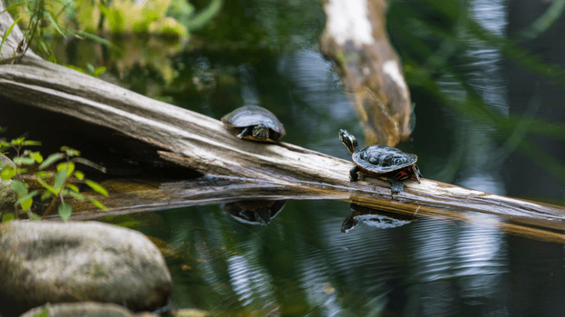 Pond turtles
