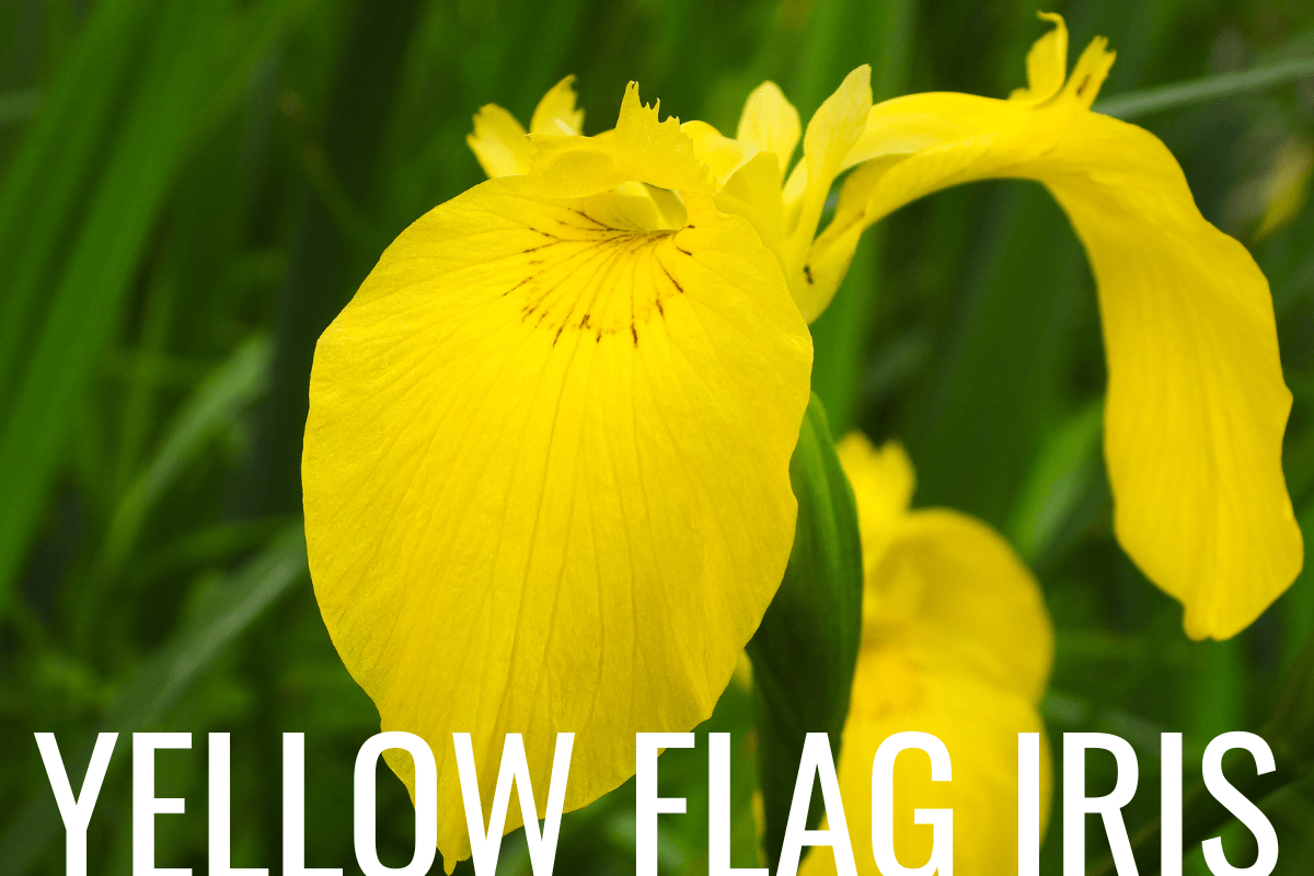 How to Plant Yellow Flag Iris in a Pond