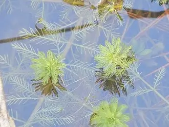 Feathery green parrotfeather stems extending above the water