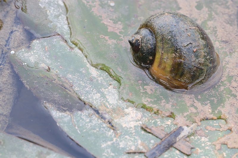 pond snail