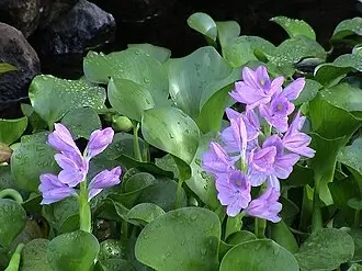 Water hyacinth with rounded glossy leaves and a spike of pale purple flowers