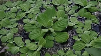 Pale green water lettuce leaves forming a ribbed floating rosette