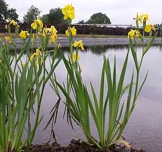 Yellow flag iris with bright yellow flowers above upright sword-shaped leaves