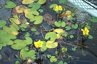 Yellow floating heart with rounded floating leaves and a small yellow flower